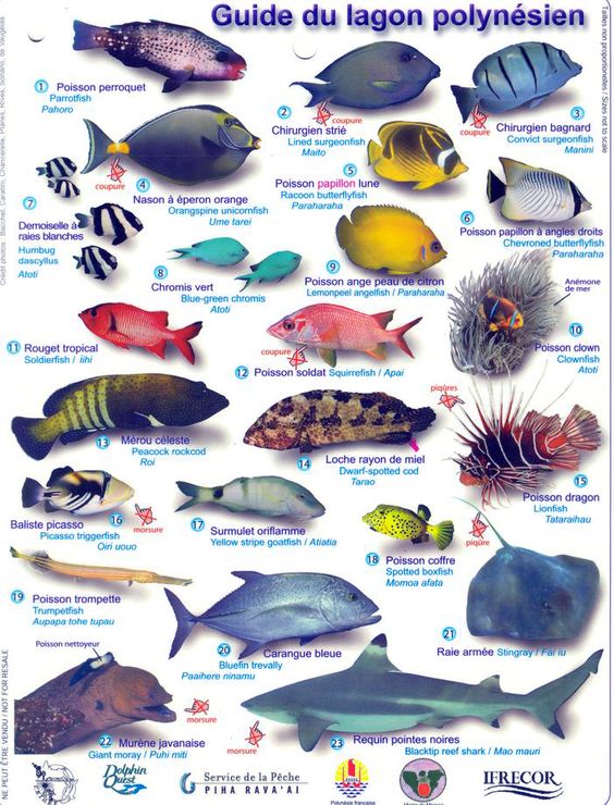 Une affiche des poissons du lagon de Polynésie