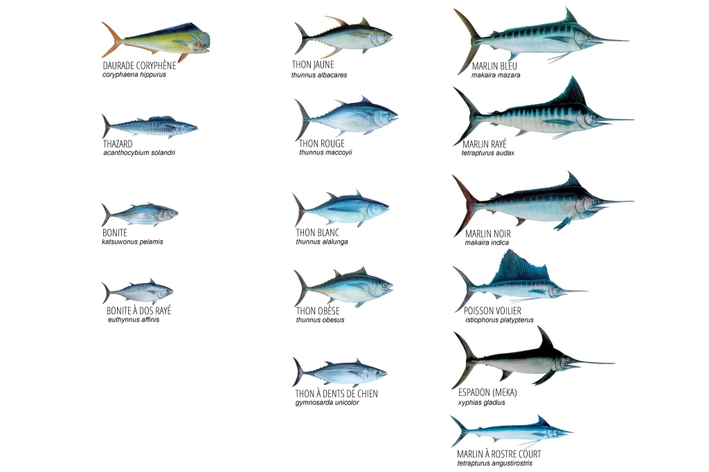 Une affiche des poissons du large du Pacifique